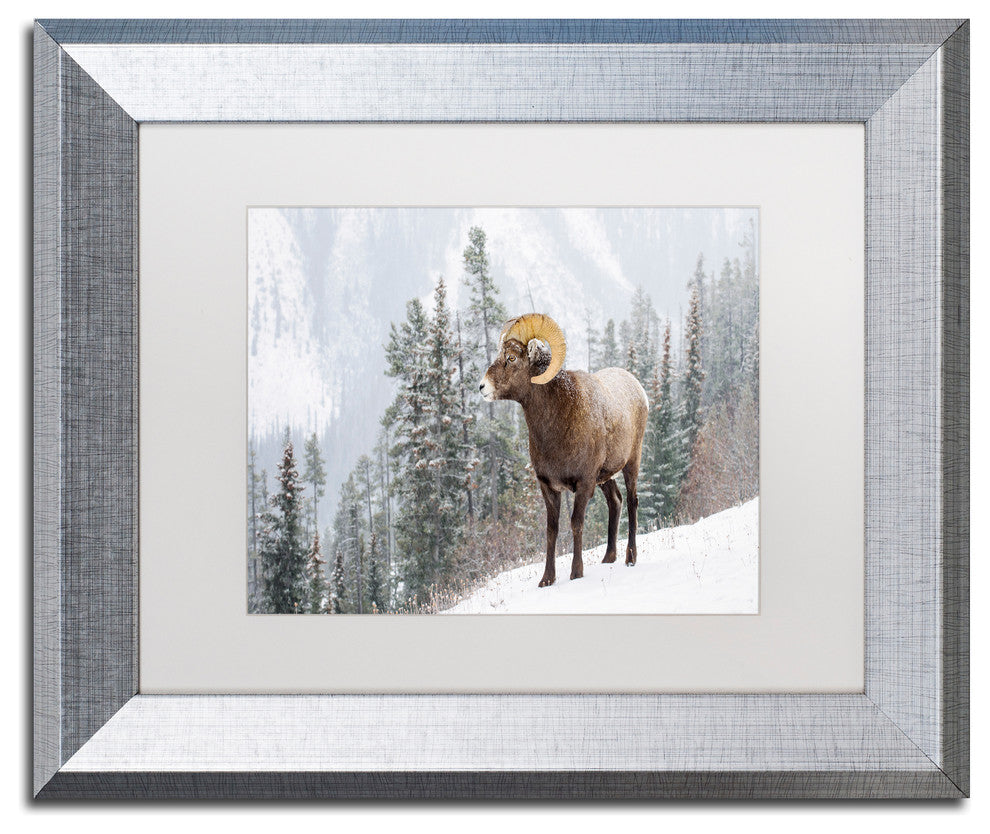 Michael Blanchette 'Bighorn in Snow' Art, Silver Frame, White Mat, 14x11
