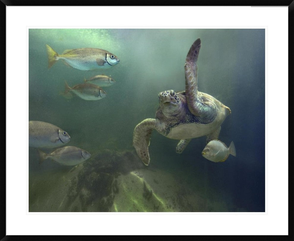 "Green Sea Turtle and fish, Sabah, Malaysia"  by Tim Fitzharris, 40x32"