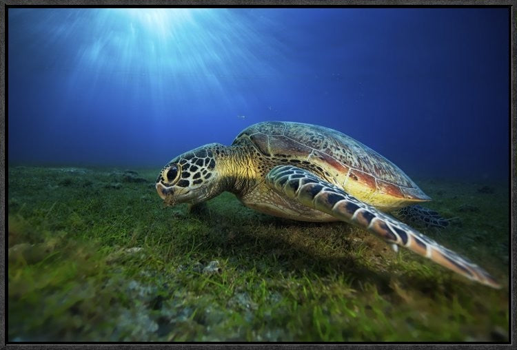 "Green Turtle" Framed Canvas Giclee by Barathieu Gabriel, 25x17"
