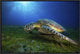 "Green Turtle" Framed Canvas Giclee by Barathieu Gabriel, 25x17"