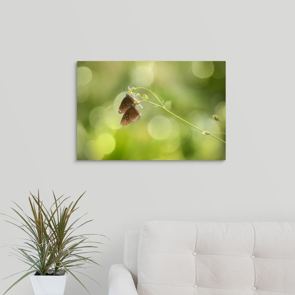 "Twin Butterfly" Wrapped Canvas Art Print, 24"x16"x1.5"