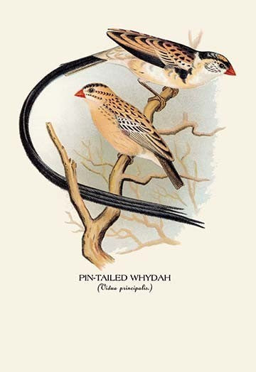 Pin - Tailed Whydah - Gallery Wrapped Canvas Art 28" x 42"