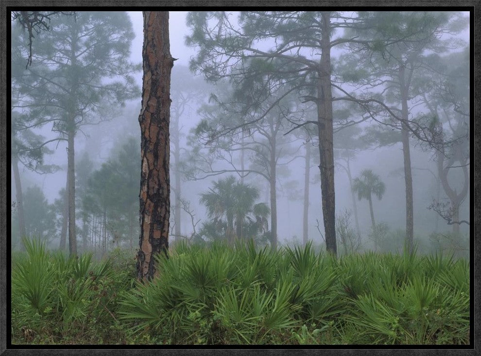 Saw Palmetto and Pine Trees In Fog, Near Estero River, Florida, 16"x12"