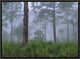 Saw Palmetto and Pine Trees In Fog, Near Estero River, Florida, 16"x12"
