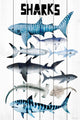 "Sharks" Painting Print on White Wood, 12x18