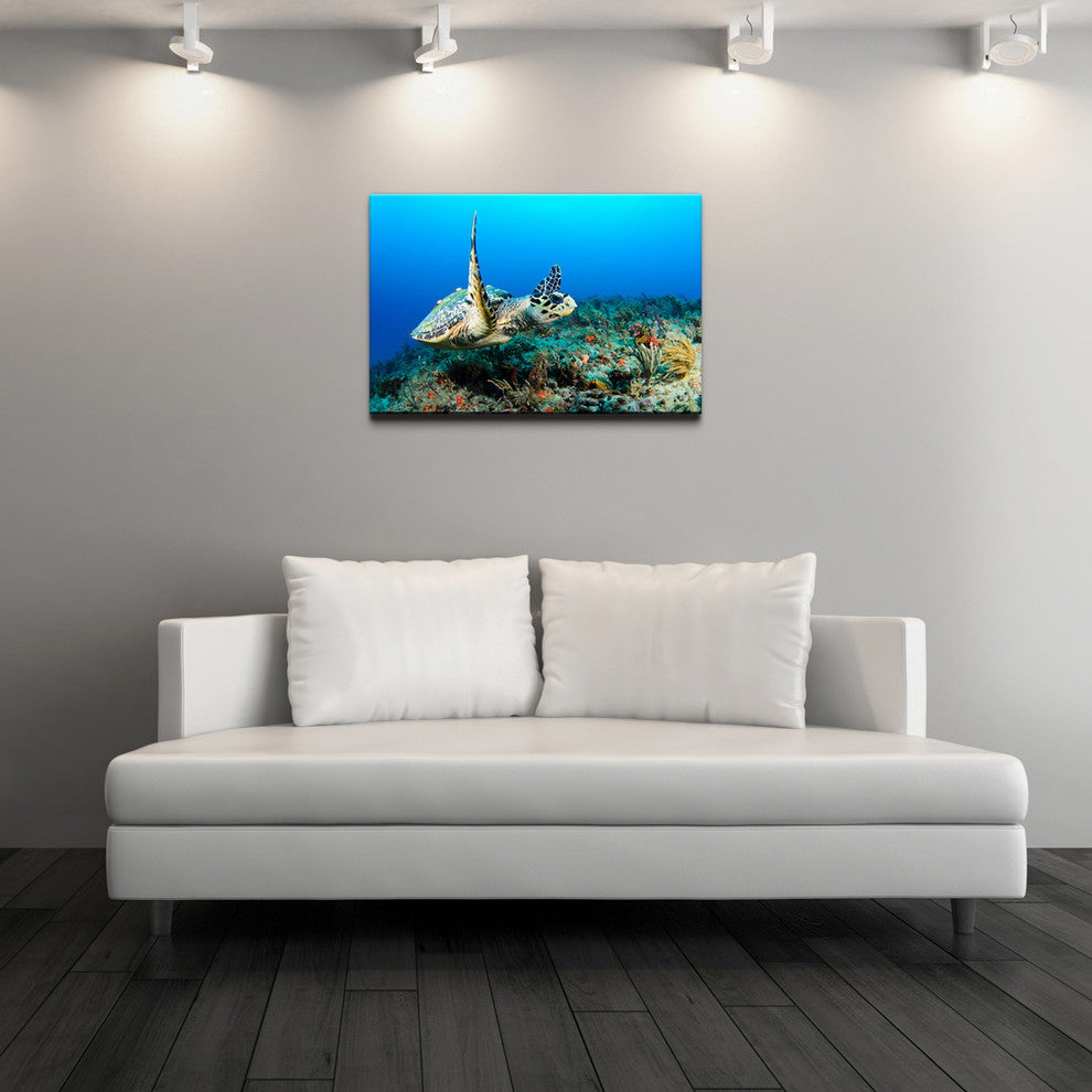 Ready2hangart Christopher Doherty Photography 'Hawksbill' Canvas Wall Art