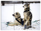 Large Sled Dogs Relaxing, Oversized Animal Wall Art, 36x28, 3 Panels