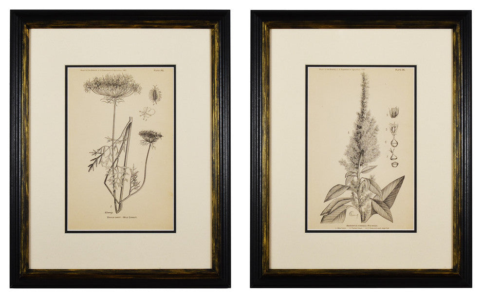 Original Vintage 1887 Botanical Herb Framed Print, Set of 2