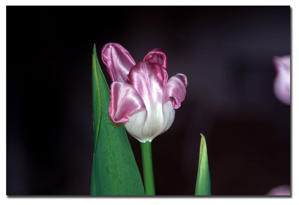 'Purple' Canvas Art by Martha Guerra