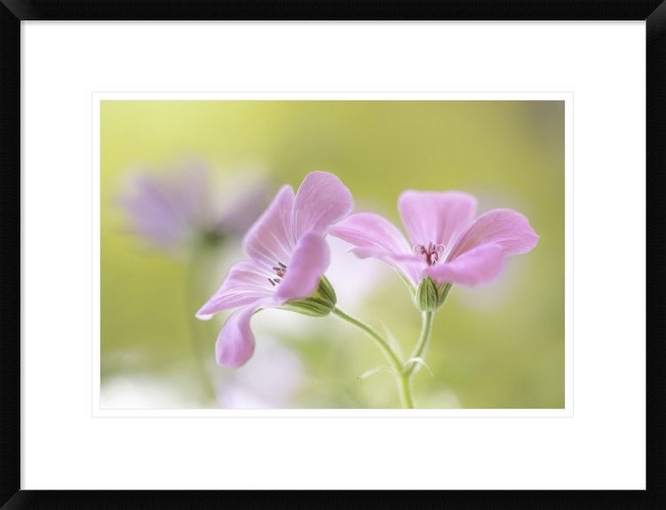 "Pink Melody" Framed Digital Print by Mandy Disher, 26"x20"