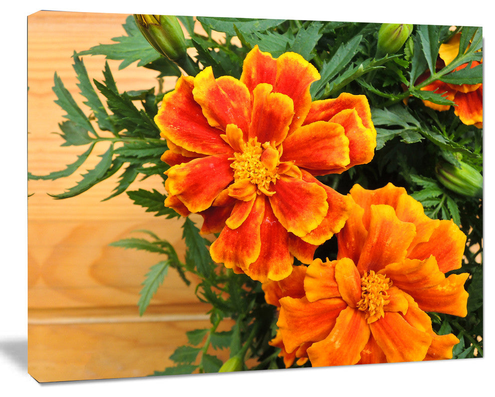 Marigold Flower on Wooden Background, Floral Canvas Art Print, 20"x12"