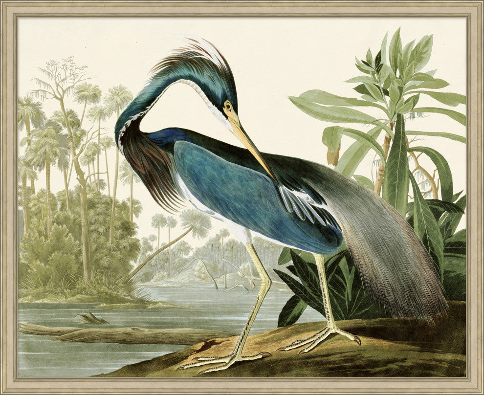 Audubons Blue Heron 1, Giclee Reproduction Artwork