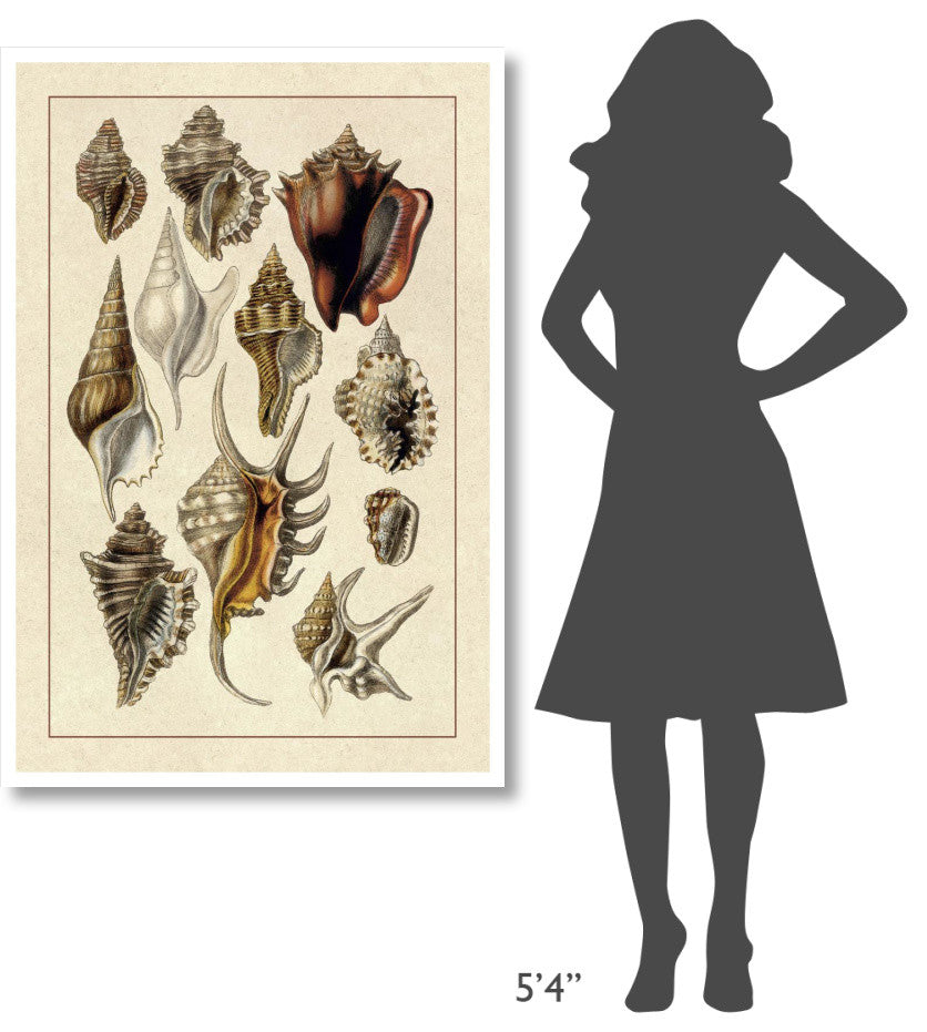 "Shells: Trachelipoda #5" Digital Paper Print by G.B. Sowerby, 34"x50"