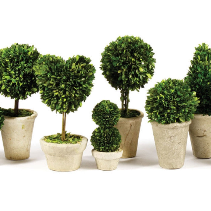 Set of 8 Mini English Topiary Boxwoods in Pots Tabletop Grouping Greenery 16 in