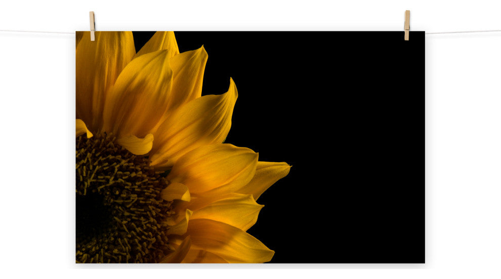 Sunflower in Corner Nature Photography, Floral Unframed Wall Art Print, 24" X 36"