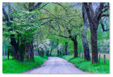 Michael Blanchette Photography 'Cades Cove Lane' Canvas Art, 32"x22"