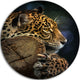 Relaxing Jaguar, Animal Photography Round Metal Wall Art, 11"