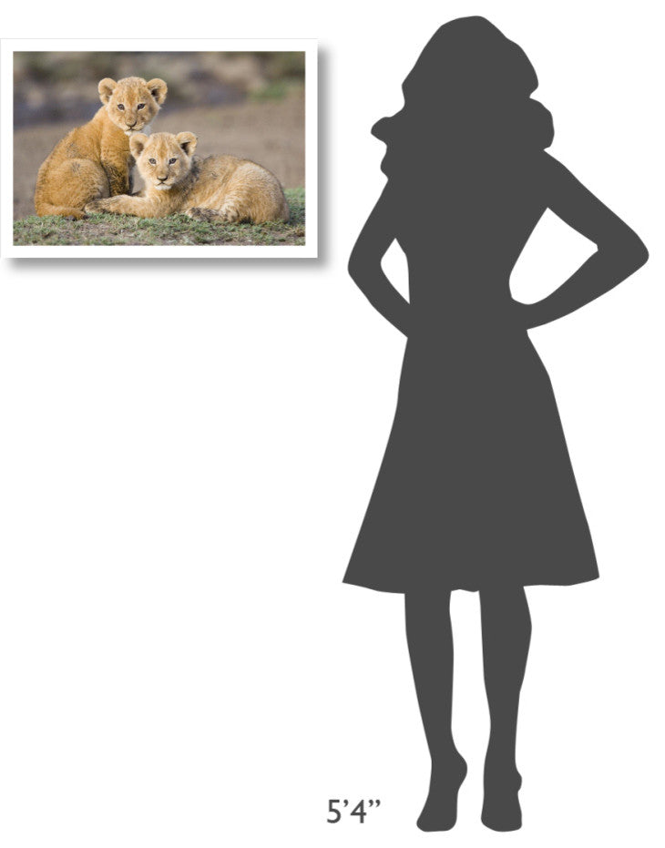"African Lion cubs, vulnerable, Masai Mara National Reserve" Paper Art, 26"x18"