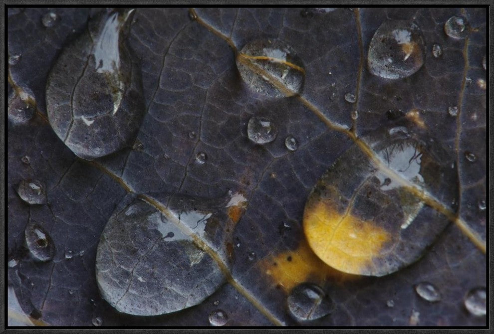 Water Drops On A Leaf, Goldenstedt, Lower Saxony, Germany, 24"x16"