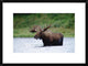 Moose Male Raising Its Head While Feeding In Lake, North America, 24"x18"