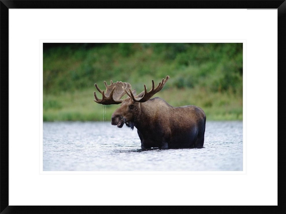 Moose Male Raising Its Head While Feeding In Lake, North America, 24"x18"