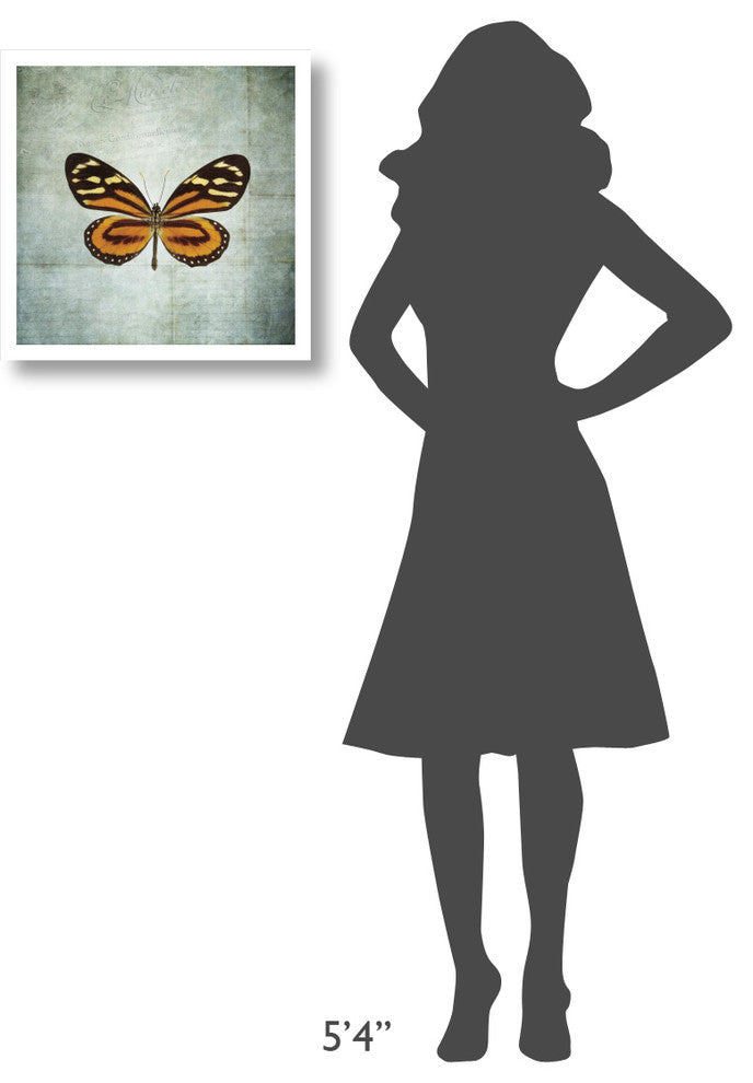 "French Butterfly VIII" Digital Paper Print by Debra Van Swearingen, 20"x20"