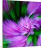 "Rhodie" Wrapped Canvas Art Print, 21"x24"x1.5"