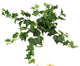 Ivy Bush, Set of 3