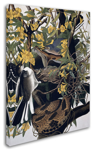 'Mocking Birds and Snake' Canvas Art by John James Audubon