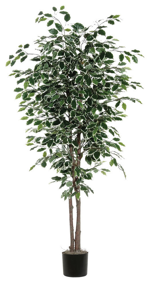 Full product on white background with a front-facing view; entire plant in pot visible; no text or diagrams.