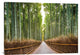 "Bamboo Forest, Kyoto, Japan" Stretched Canvas Giclee by Pangea Images, 40x28"