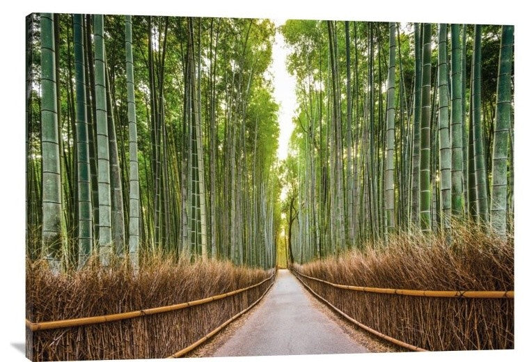 "Bamboo Forest, Kyoto, Japan" Stretched Canvas Giclee by Pangea Images, 40x28"
