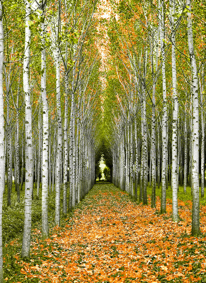 "Into the Woods, Three" Canvas, 32"x44"
