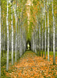 "Into the Woods, Three" Canvas, 32"x44"