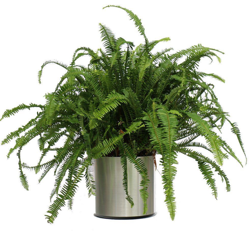 Live 2' Fern 'Kimberly Queen' Package, Chrome