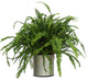 Live 2' Fern 'Kimberly Queen' Package, Chrome