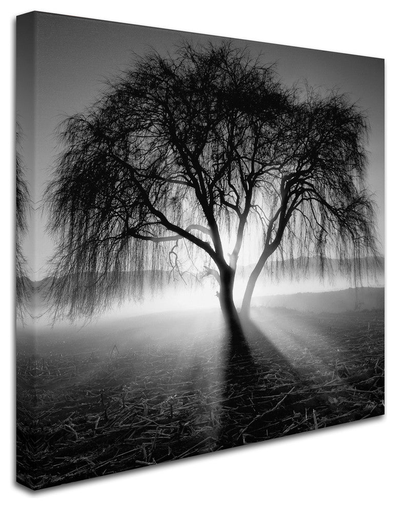 "Lightning Tree I" Canvas Art by Moises Levy