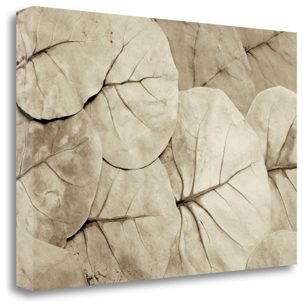 "Garden Bloom - 23" By Alan Blaustein, Giclee Print on Gallery Wrap Canvas