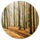 Bright Autumn Day In Thick Forest, Forest Disc Metal Artwork, 36"