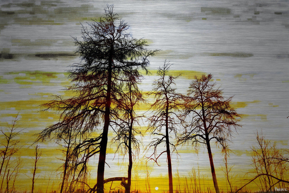 "Trees Against Gold Sky" Print on Brushed Aluminum, 36"x24"