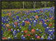Bluebonnet and Paintbrush Meadow, Cedar Hill State Park, Texas, 16"x12"