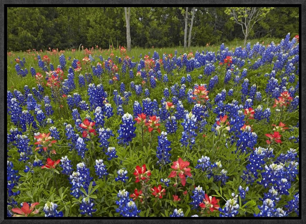 Bluebonnet and Paintbrush Meadow, Cedar Hill State Park, Texas, 16"x12"