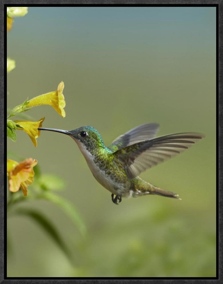 Andean Emerald Hummingbird Feeding On A Yellow Flower, Ecuador, 12"x16"