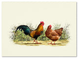 The Macneil Studio 'Cockerel and Hen Copy' Canvas Art, 47"x35"