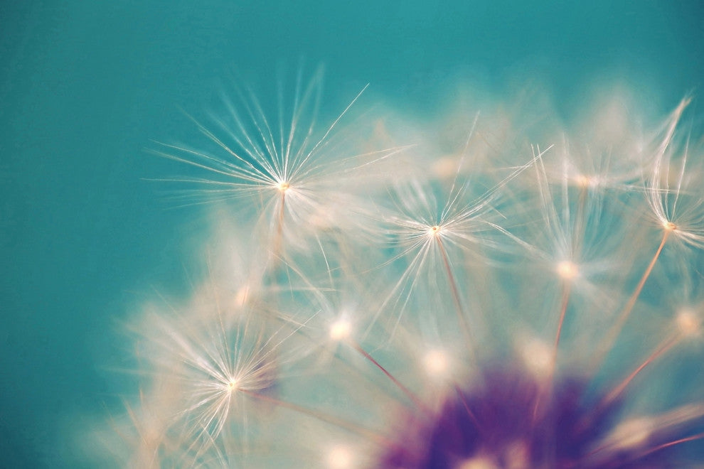 Dandelion Puffs Print on Canvas, 30x20 cm