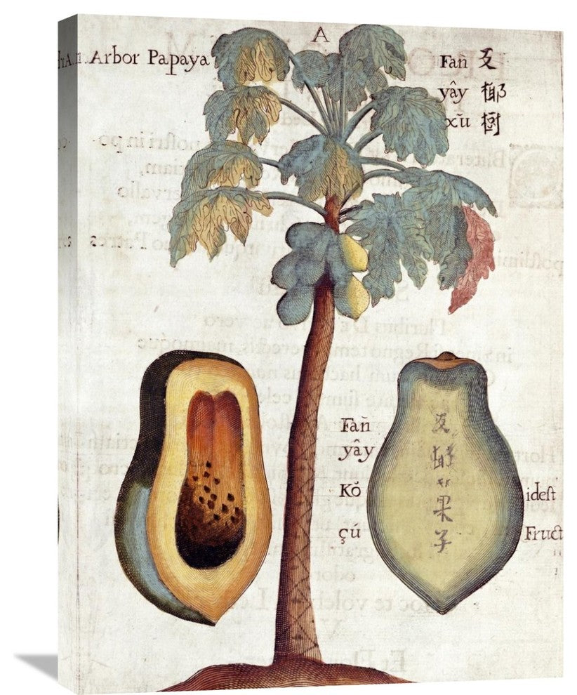 "Papaya Tree" Artwork, 22" x 30"