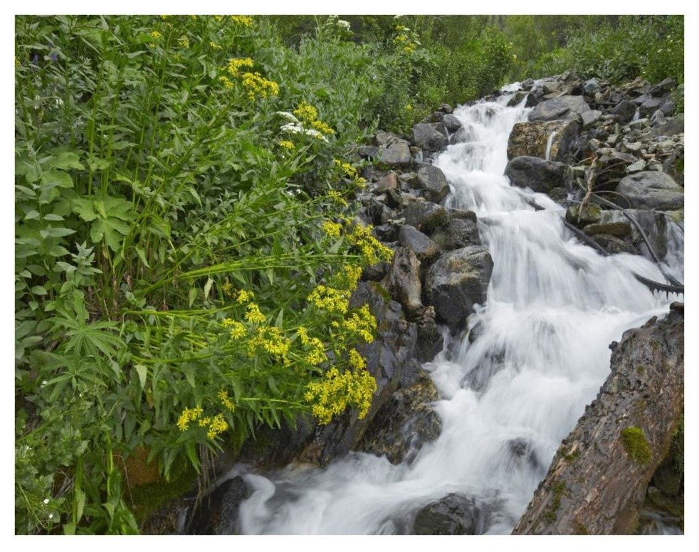 "Creek near Silverton, Colorado" Digital Paper Print by Tim Fitzharris, 34"x26"