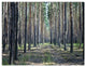 Forest Road in Thick Woods, Modern Forest Triptych Canvas Art, 36x28, 3 Panels