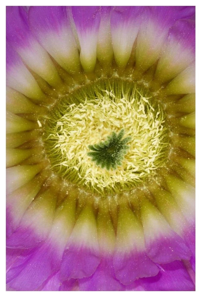 "Lace Hedgehog Cactus flower, Red Corral Ranch" Paper Art, 22"x32"