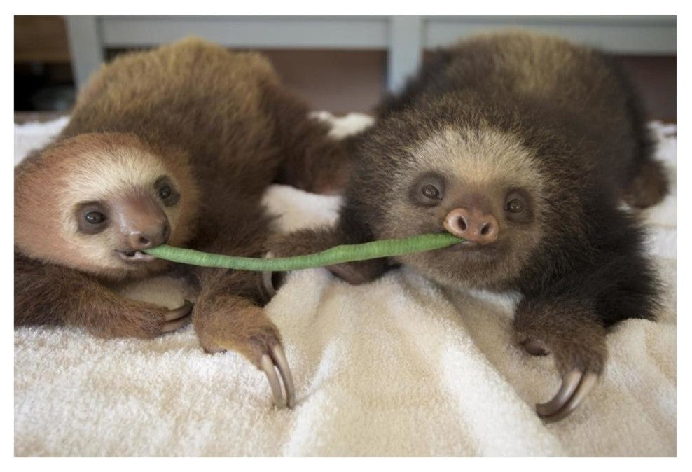 "Hoffmann's 2-toed Sloth babies, Aviarios Sloth Sanctuary" Paper Art, 38"x26"